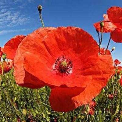 加拿大pc入口截图