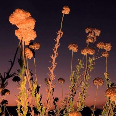 澳门黄金城手机app下载